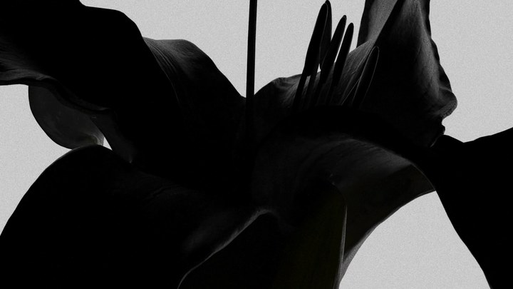 Adidas Details still 1